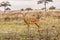 Antelopes at Mikumi National Park in Tanzania.