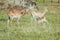 Antelopes in nature