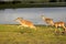 Antelopes in Selous National Park, Tanzania