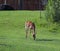 antelopes in zoo adventure park