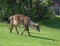 antelopes in zoo adventure park