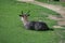 antelopes in zoo adventure park