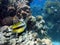 Antenna Butterflyfish