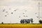 Antenna in soybean field and birds flying