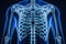 Anterior or front view of accurate human rib cage close-up with adult male body contours on blue background 3D rendering