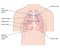 Anterior lung auscultation sites