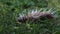 Anthela acuta moth caterpillar crawling on grass