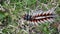 Anthelid acuta moth Above view caterpillar