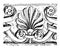 Anthemion have long leaves pattern in this design vintage engraving