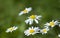 Anthemis arvensis