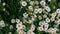 Anthemis arvensis, also known as corn chamomile, mayweed, scentless chamomile, or field chamomile is a species of