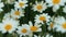 Anthemis arvensis, also known as corn chamomile, mayweed, scentless chamomile, or field chamomile is a species of