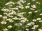 Anthemis arvensis known as corn chamomile