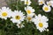 Anthemis arvensis known as corn chamomile, mayweed, scentless chamomile or field chamomile with insect in focus