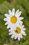 Anthemis maritima (Dog fennel) flower