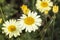 Anthemis tinctoria `E C Buxton`