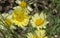 Anthemis Tinctoria E.C. Buxton Flowers