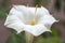 Anther in focus of white Datura flower Thorn apple