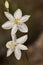 Anthericum maurum beautiful medium sized plant with tall sticks and beautiful white flowers