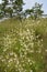 Anthericum ramosum blooms in nature in summer