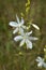 Anthericum ramosum blooms in nature in summer