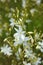 Anthericum ramosum blooms in nature in summer