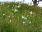 Anthericum ramosum blooms in nature in summer