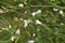 Anthericum ramosum blooms in nature in summer