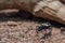 Anthia sexmaculata egyptian predator beetle