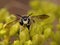 Anthidium species, small carnivorous wasp with large jaws perched on plant of Ruda montana