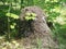 Anthill on a birch stump and a maple branch