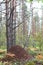 Anthill close-up against a background of a pine forest