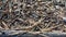 Anthill close-up, spring. Forest worker ants crawl along a large anthill. Ant\\\'s nest.