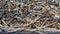 Anthill close-up, spring. Forest worker ants crawl along a large anthill. Ant\\\'s nest.