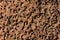 Anthill Colony Open Tunnel Complex Texture