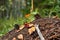 Anthill and cones autumn pine forest, among yellow fallen leaves