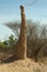 Anthill in the desert of the Omo Valley, Ethiopia