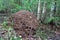 An anthill in the forest.