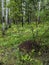 Anthill in a mixed forest among trees