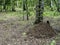 Anthill in a mixed forest among trees