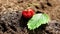 Anthill and workers ants insect life. strawberry berry close-up