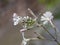 Anthocharis cardamines aka Orange Tip male butterfly on White Campion wild flower, Silene latifolia, camouflage closeup.