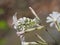 Anthocharis cardamines aka Orange Tip male butterfly on White Campion wild flower, Silene latifolia, camouflage closeup