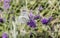 Anthocharis cardamines butterfly