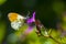 Anthocharis cardamines Orange tip male butterfly feeding on pink flower