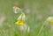 Anthocharis cardamines and Primula