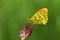 Anthocharis damone , The eastern orange tip butterfly on flower