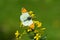 Anthocharis gruneri , Gruner`s orange tip butterfly , butterflies of Iran