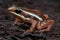 Anthony\'s poison arrow frog