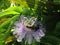 Anthophila (Bee) Sitting on Passiflora (Passion Flower) Plant Flower.